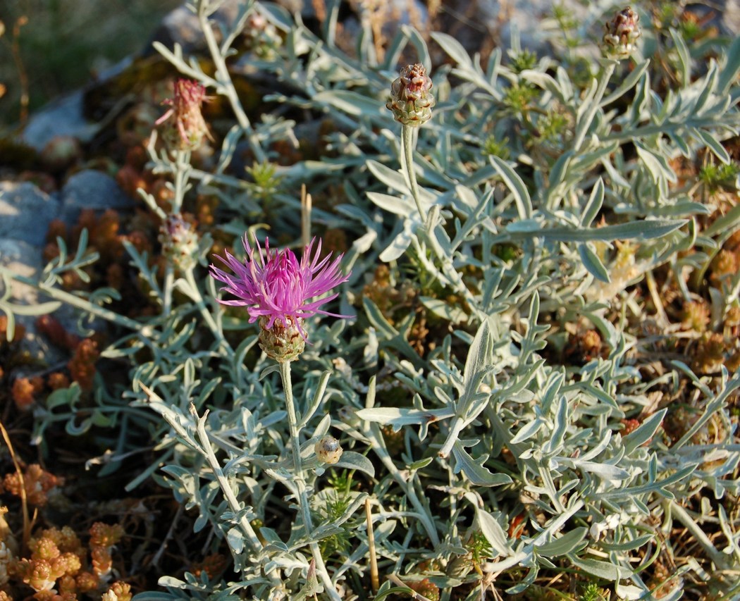 Asteracee dalla Majella
